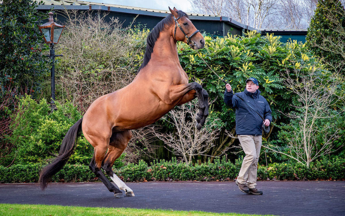 Saxon Warrior: Japanese-bred 2,000 Guineas winner features on a star-studded roster at Coolmore. Photo: ITM