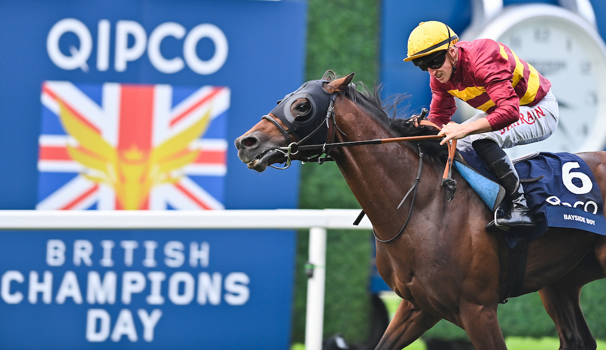 Bayside Boy: Queen Elizabeth II Stakes winner is a new addition at Ballylinch, where he will stand alongside his sire New Bay. Photo: Francesca Altoft / focusonracing.com