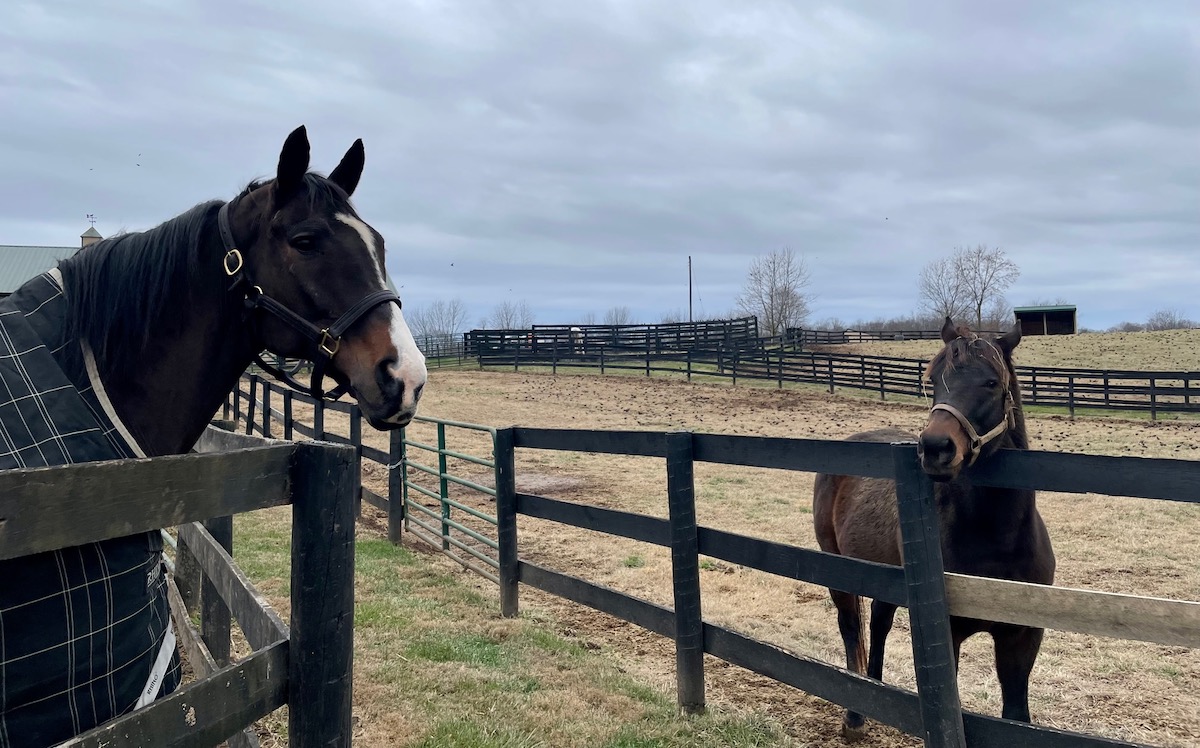 New friends at Old Friends: Lava Man and his neighbor Silver Max. Photo: Amanda Duckworth