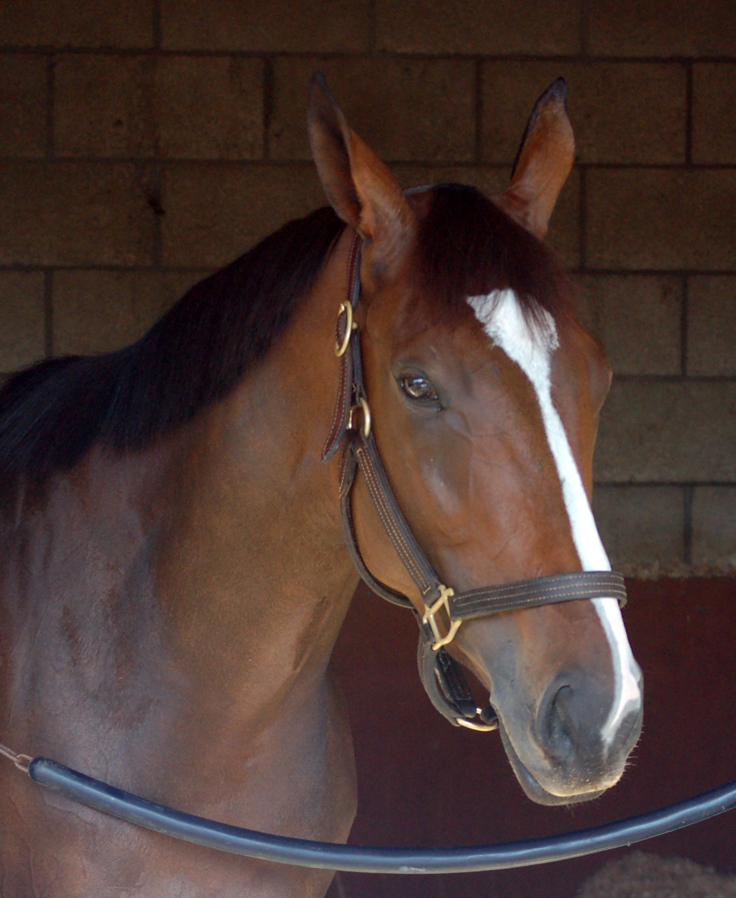 Butter wouldn’t melt: Nashoba’s Key in her stall at the Carla Gaines barn. Photo: TheBluZebra