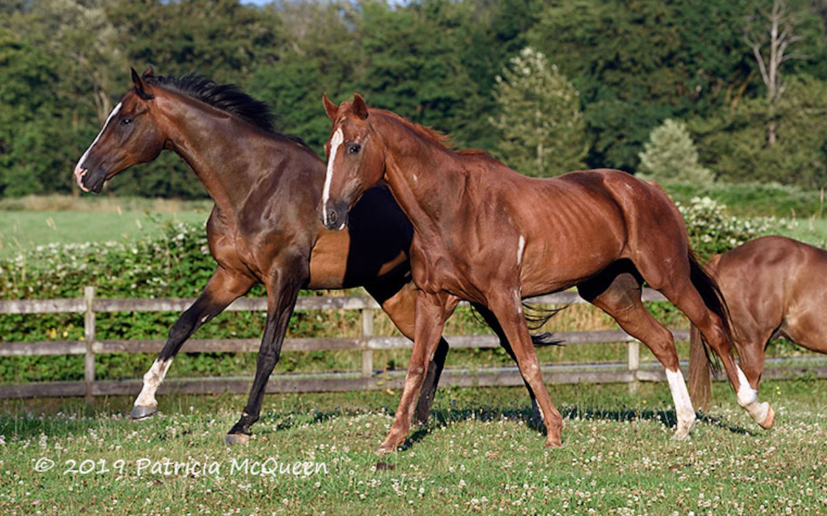 Happy times: Border Run and his pal Anniversary Year at the Wrights’ farm in Washington state. Photo: Patricia McQueen