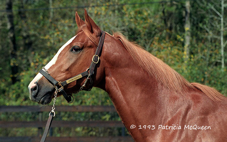 Maritime Traveler: 32-year-old from Secretariat’s last crop is one of two surviving offspring. Photo: Patricia McQueen