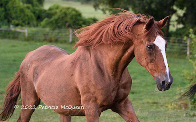 Trusted Company: 33-year-old mare is now the oldest-living Secretariat. Photo: Patricia McQueen