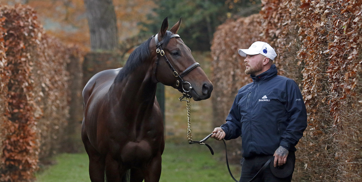 Baaeed: ready for a second career as a Shadwell stallion. Photo: Steven Cargill / Racingfotos.com for IFHA