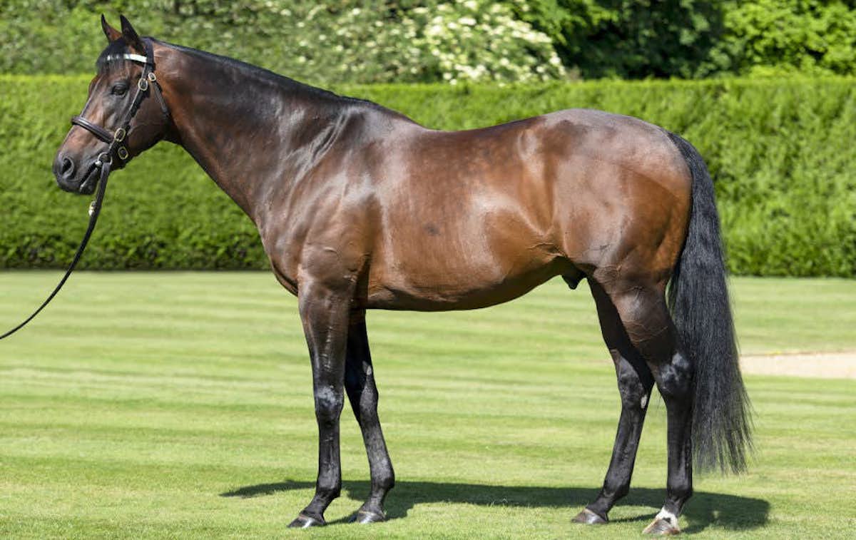 Kingman: another impressive book of mares for sire who was represented by four two-year-old Group winners in 2022. Photo: juddmonte.com