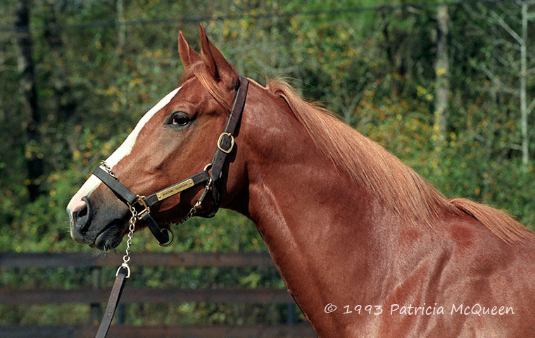 Old friend: our correspondent first encountered Maritime Traveler as a three-year-old in training 30 years ago in 1993. Photo: Patricia McQueen