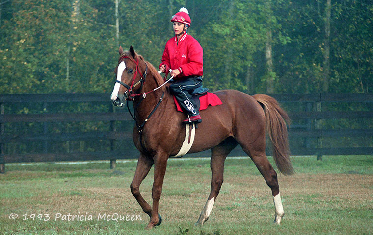 Maritime Traveler as a three-year-old; he was never better than fourth in five races. Photo: Patricia McQueen