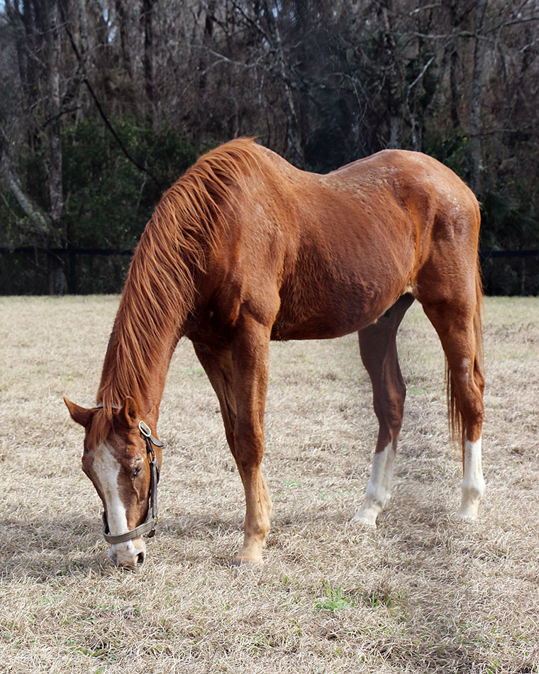 Life of Riley: Maritime Traveler, who now spends his time munching grass and enjoying the Florida sunshine. Photo: Bridlewood Farm