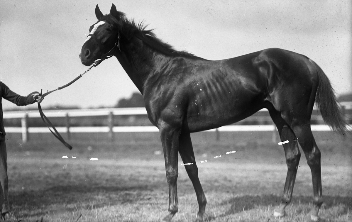 Sir Barton: made history as the first Triple Crown winner in 1919 – even though the concept did not yet exist in the US. Photo: Keeneland Library Cook Collection