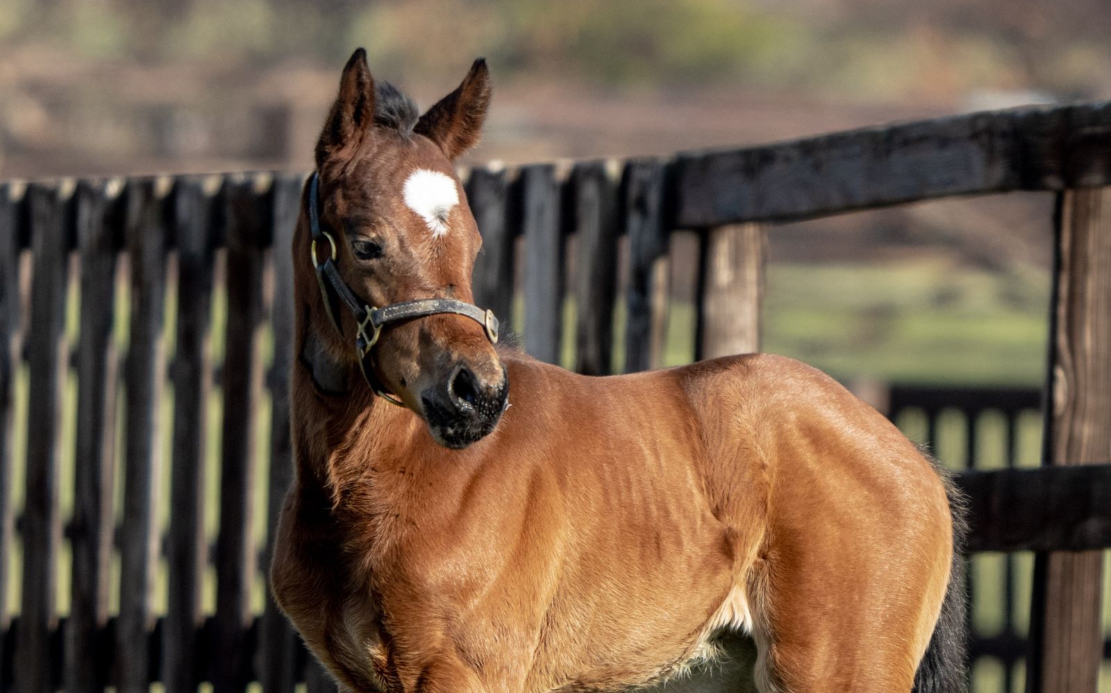 ‘Charming filly’: the winning Kodiac mare Breath Of Joy produced a Palace Pier foal in early February for Imad Alsagar’s Blue Diamond Stud. Photo: Equus Images