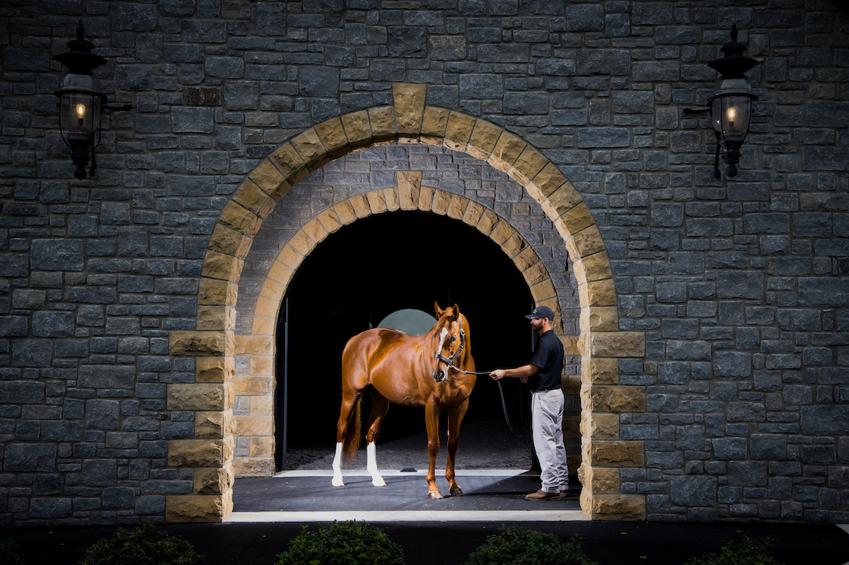Bread and butter: Curlin outside the breeding shed at Hill ’n’ Dale Farm in Kentucky in a shot used for farm advertising. Photo: Wendy Wooley / EquiSport Photos