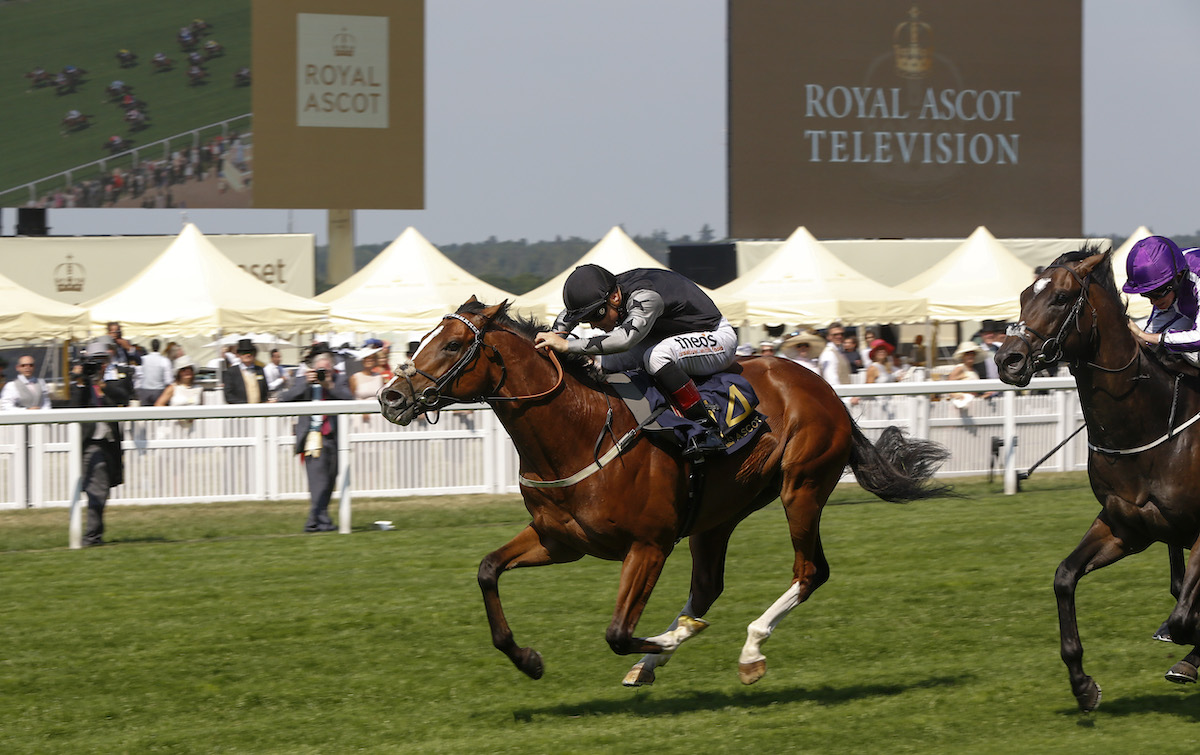 Little Edi’s sire Rajasinghe won the Coventry Stakes at Royal Ascot in 2017. Photo: Mark Cranham / focusonracing.com