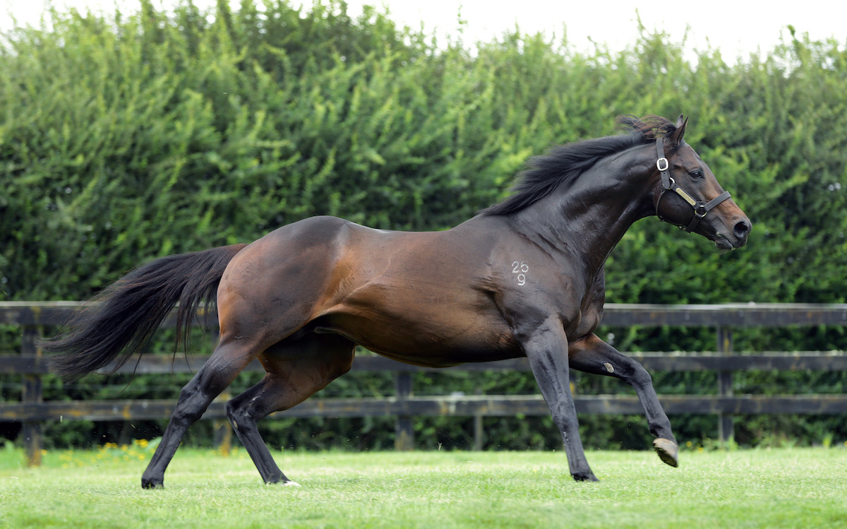 Rich Hill Stud stallion Proisir, the sire of Legarto. Photo: Trish Dunell
