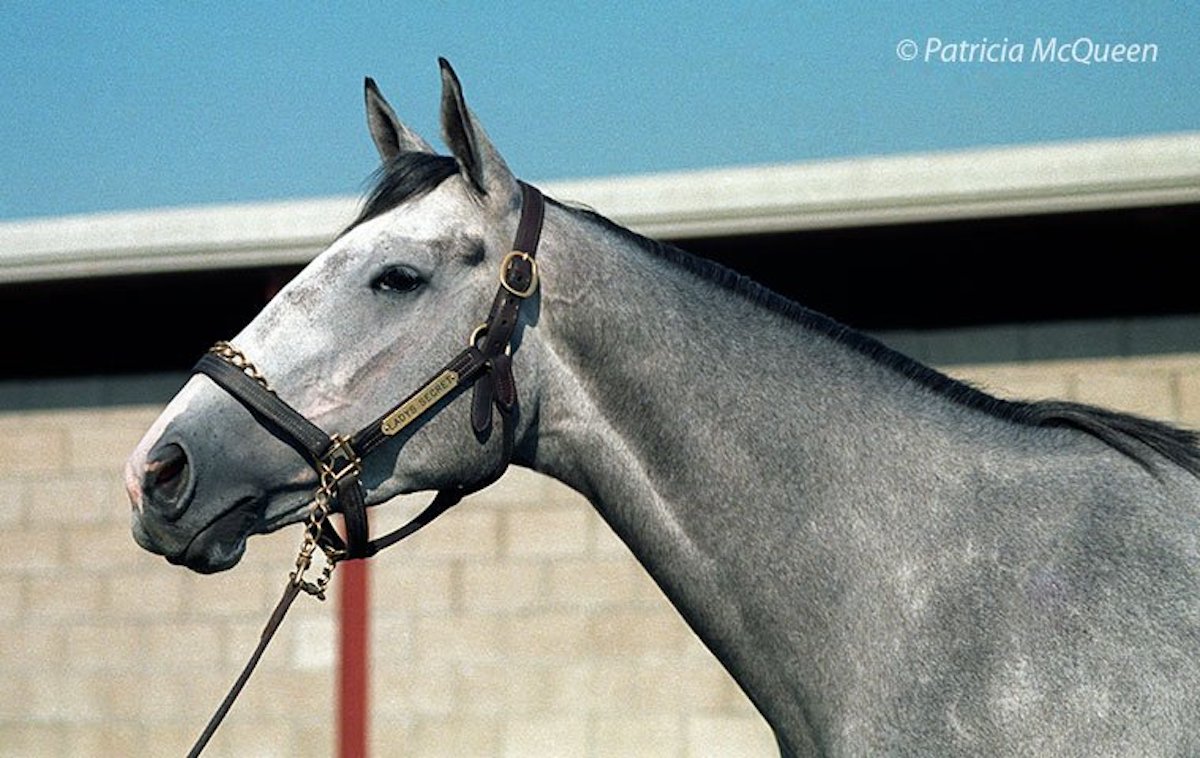 The filly who danced every dance: Lady’s Secret at Hollywood Park in March 1986. Photo: Patricia McQueen