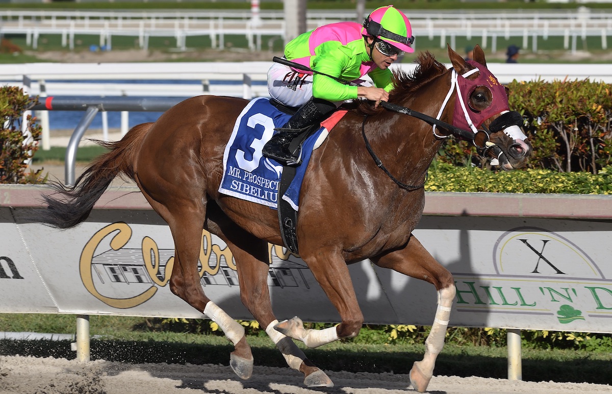 Gulfstream glory: Sibelius (Junior Alvarado) wins the G3 Mr Prospector on December 31. Photo: Nicole Thomas/Gulfstream Park