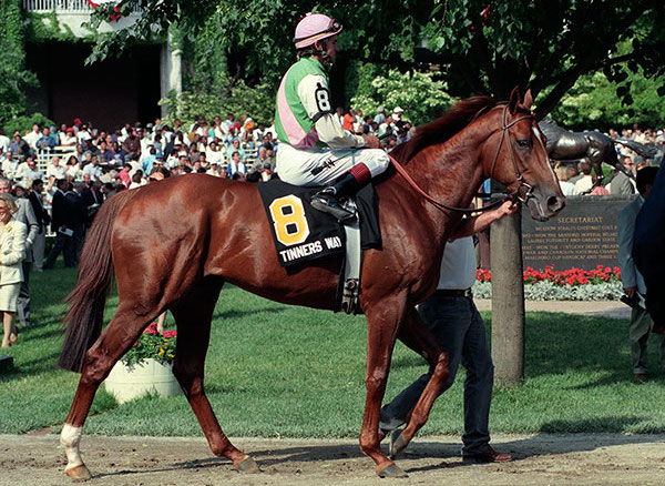 Unlike his father, Tinners Way never excelled at Belmont. Here he is in the paddock before the Mel Mile there with the statue of his sire in the background. Photo: Patricia McQueen