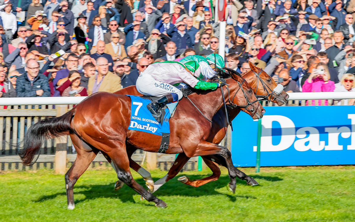 Narrow defeat: Royal Scotsman (near side) is beaten by Chaldean in the Dewhurst Stakes. Photo: Mark Cranham / focusonracing.com