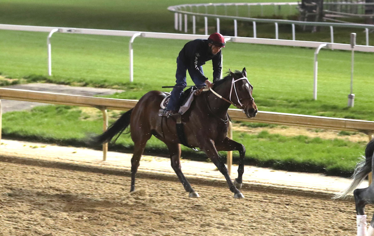 Welcome to my morning: Wild On Ice in trackwork action at Churchill Downs ahead of the Kentucky Derby. Photo: Coady