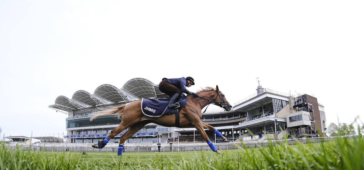 Striding out: Slipofthepen has a racecourse gallop in front of the stands on the Rowley Mile. Photo: The Jockey Club (John Hoy/Megan Ridgwell)