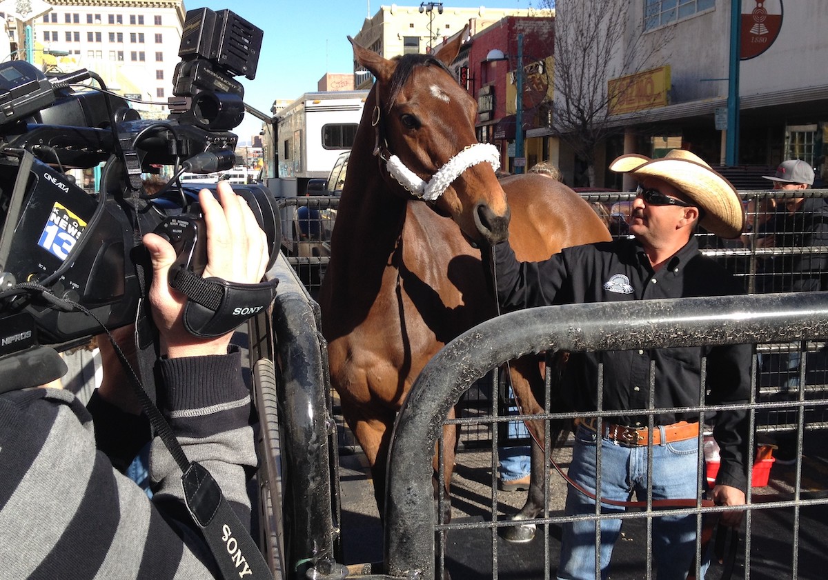 Mine That Bird puts in a special appearance at the Albuquerque premiere of 50 to 1. (Jay Hovdey photo)