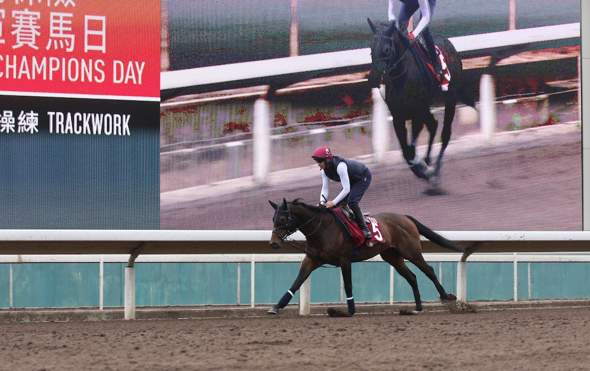Sprint hope: Flaming Rib meanders around the Sha Tin dirt course in preparation for Sunday’s race. Photo: HKJC