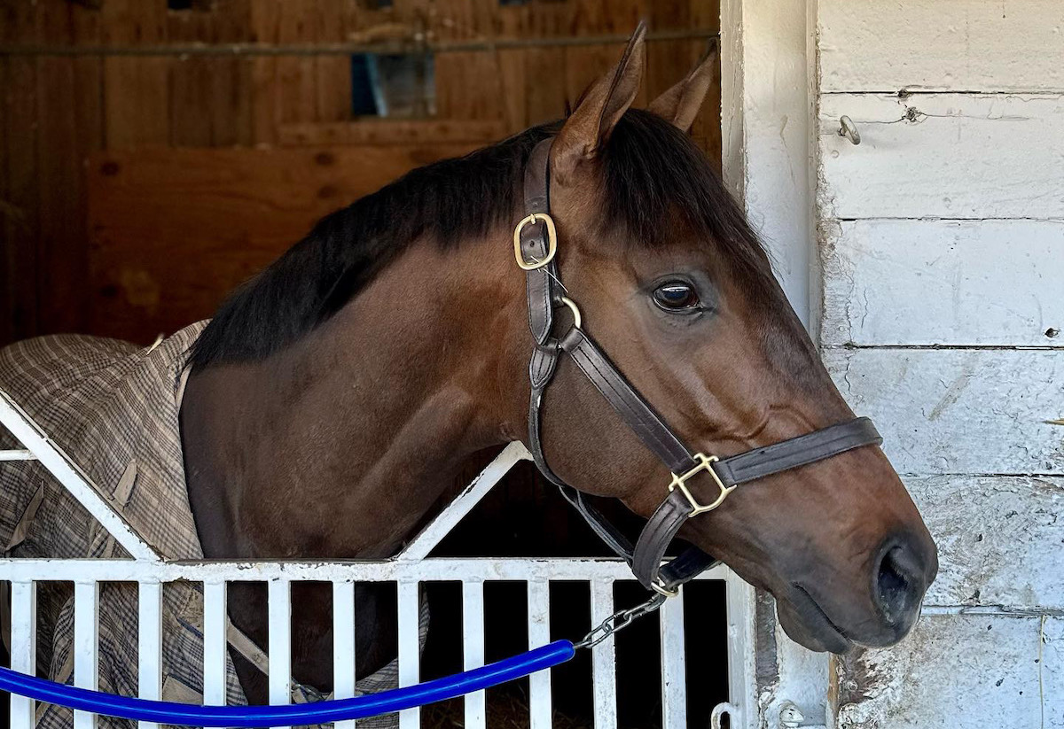 Jace’s Road: minority owners involved in Louisiana Derby third placer include a trio of well-known sports media personalities in Joy Taylor, Ian Rapoport and Lindsay Czarniak. Photo supplied