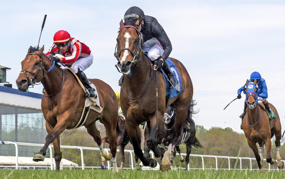 US-based star True Valour was sold at Goresbridge for €100,000 in May 2016. Photo: Maryland Jockey Club