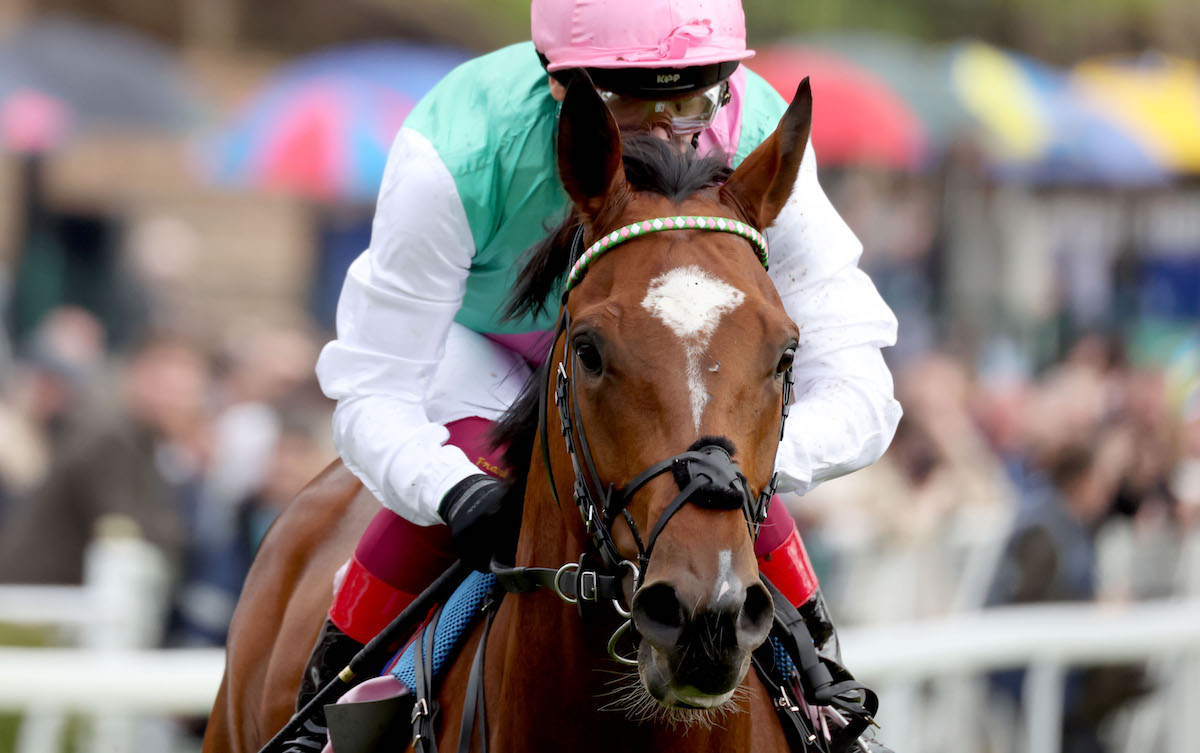 Derby hope: Arrest will represent Frankel at Epsom. Photo: Dan Abraham / focusonracing.com