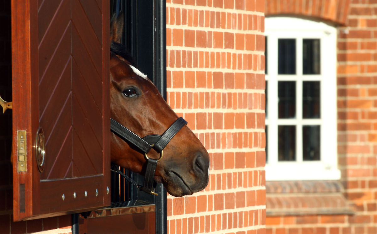 Frankel: champion racehorse is now a champion sire at Juddmonte. Photo: Dan Abraham / focusonracing.com