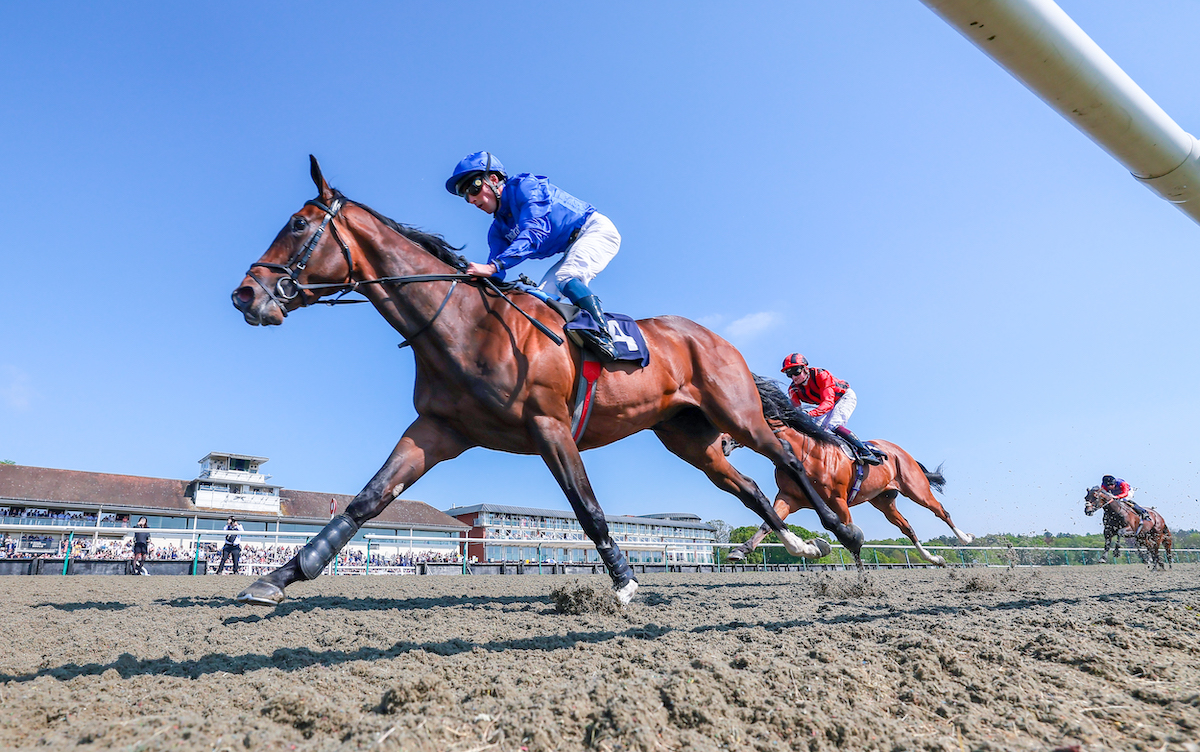 Derby hope: Military Order will represent Frankel at Epsom. Photo: Mark Cranham / focusonracing.com