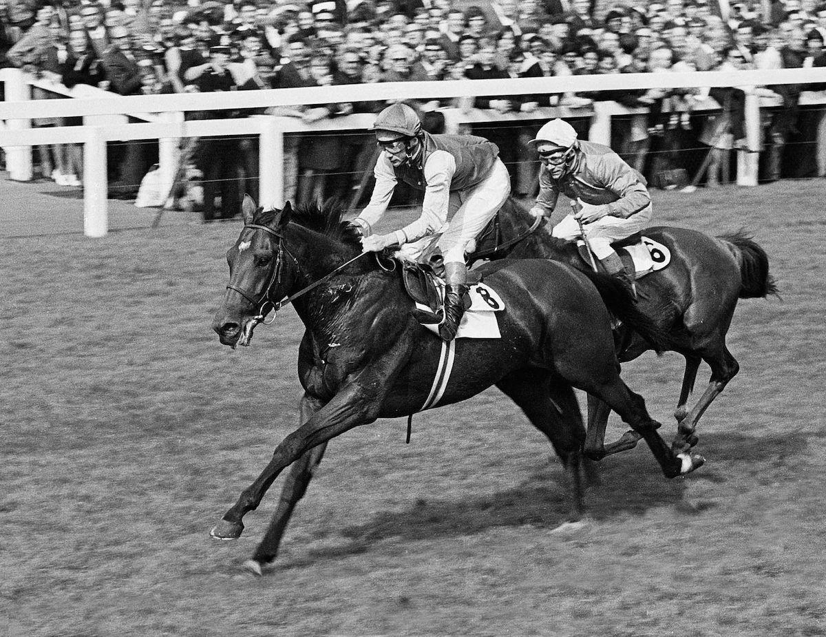 Nijinsky, Britain’s most recent Triple Crown winner, completes his historic feat under Lester Piggott in the St Leger at Doncaster 1970. Photo: Mark Cranham/focusonracing.com