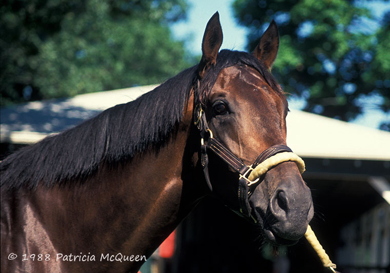 Risen Star: dual Classic-winning son of Secretariat. Photo: Patricia McQueen