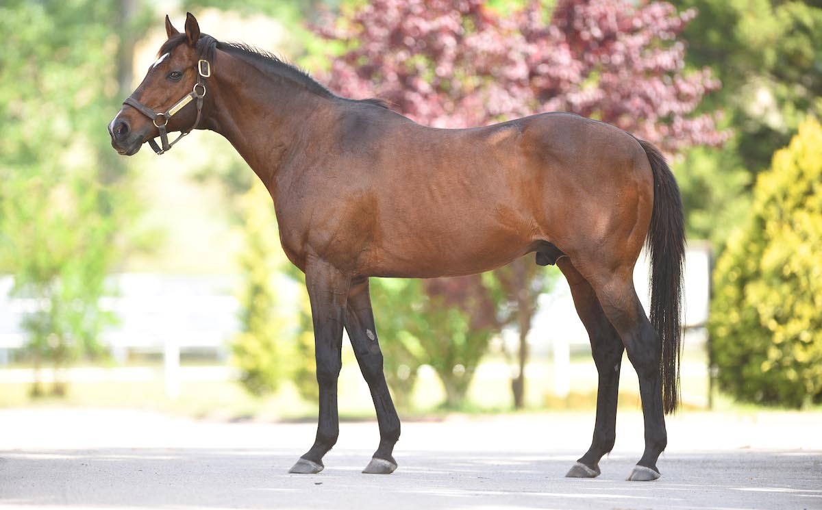 Since being sold to the Jockey Club of Turkey in 2008, Victory Gallop has become the nation’s all-time leading stallion. Photo: Izmit Stud Farm