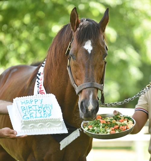 Birthday celebrations: Victory Gallop gets his favorite munchies. Photo: Turkish Jockey Club