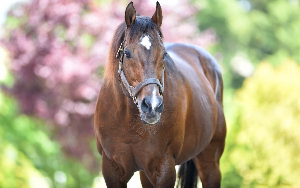 Second career: ’Victory Gallop’s impact on Turkish racing and breeding is very important.’ Photo: Izmit Stud Farm