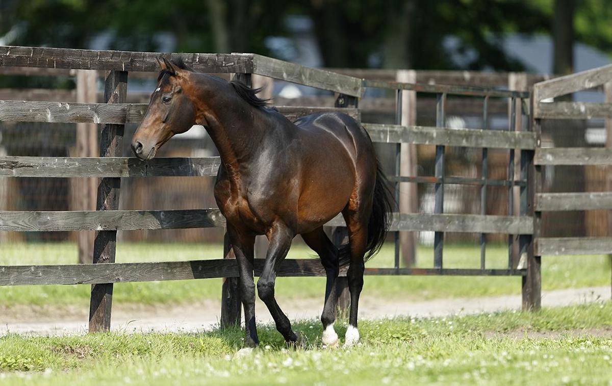 Deep Impact: retired to stud with career record of 12 wins from 14 starts, seven of them at G1 level. Photo: Shadai Stallion Station