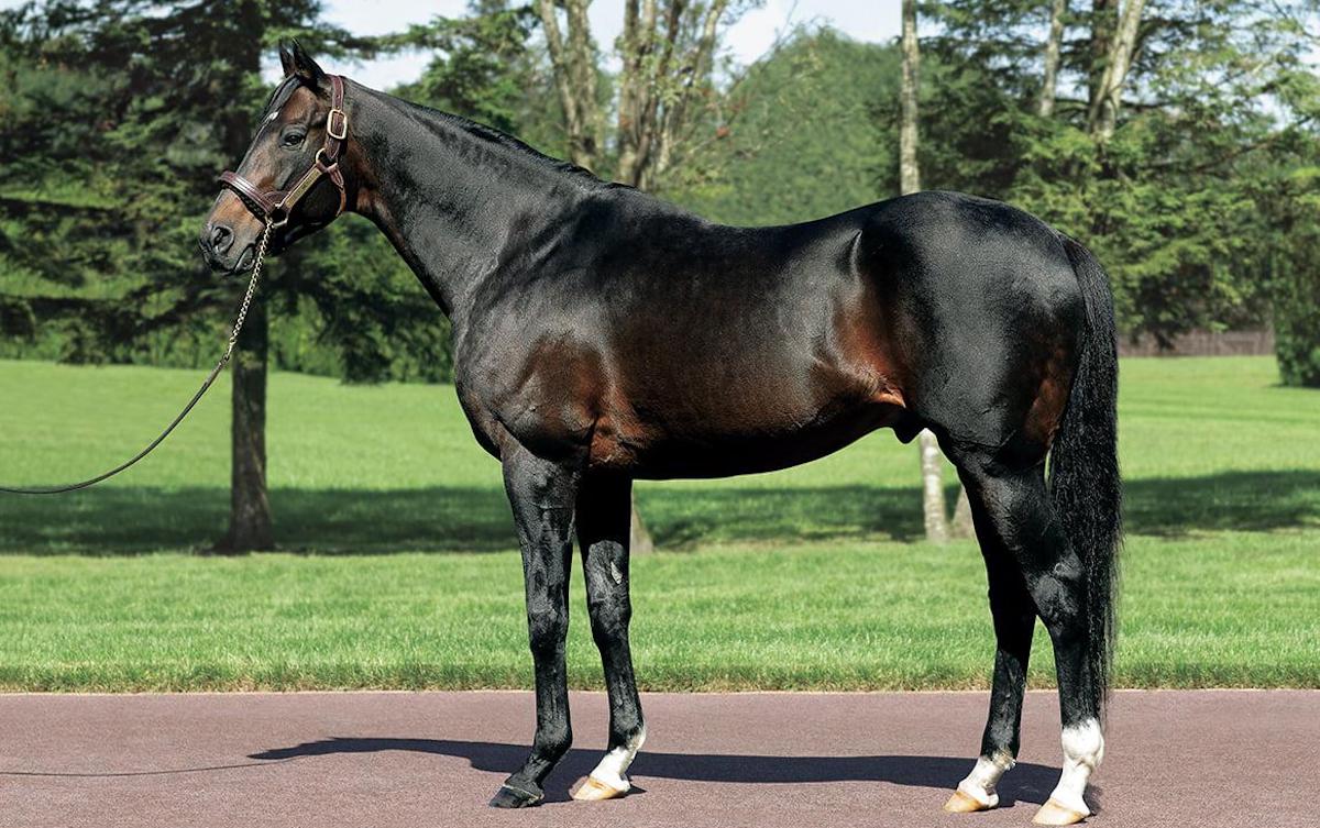 Deep Impact: Japan’s champion sire every year from 2012 to 2022 and sire of 59 G1 winners. Photo: Shadai Stallion Station