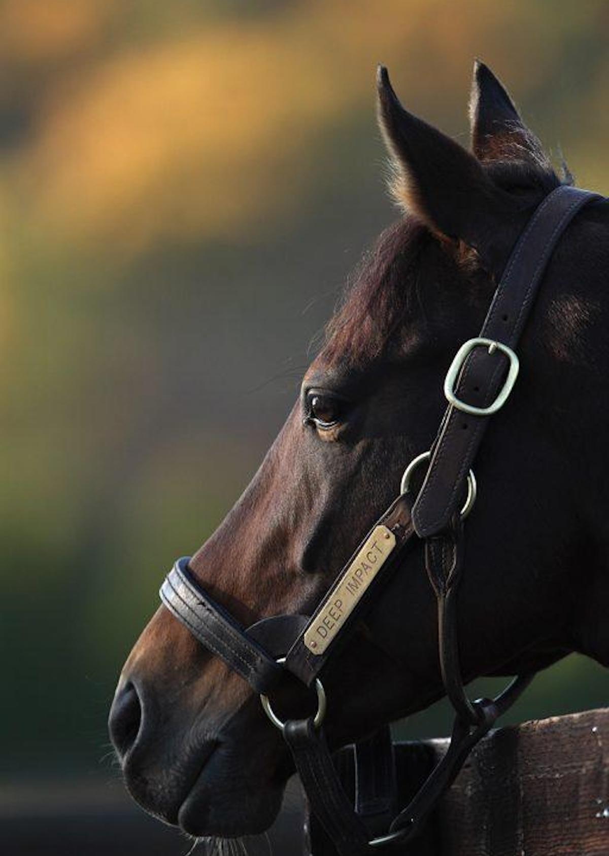 ‘Deep Impact became to Japan was Galileo was to Europe,’ says Nancy Sexton of the late, great sire, who died in July 2019. Photo: Shadai Stallion Station