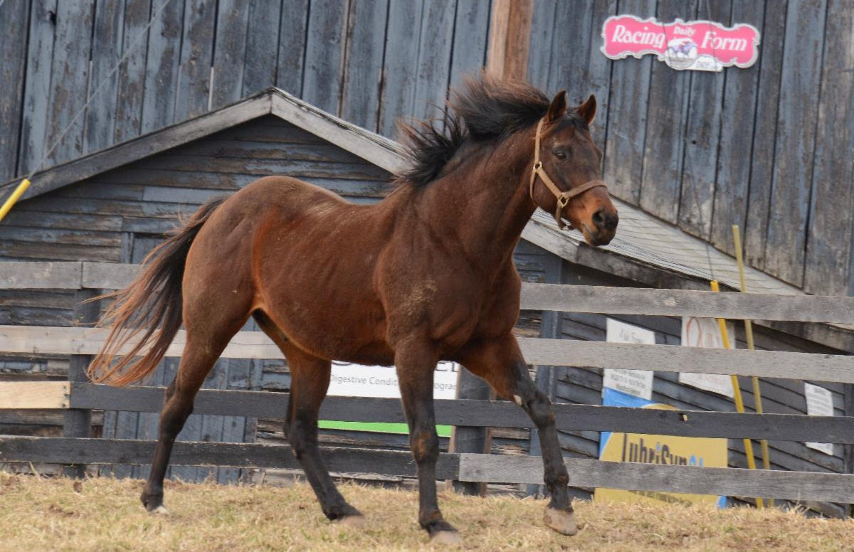 Afternoon Deelites: former Airdrie Stud stallion enjoys his paddock at Old Friends. Photo: Laura Battles