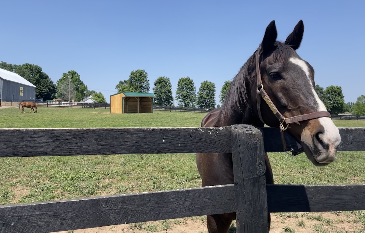 Lava Man at Old Friends – with Belmont winner Ruler On Ice in the background. Photo: Amanda Duckworth