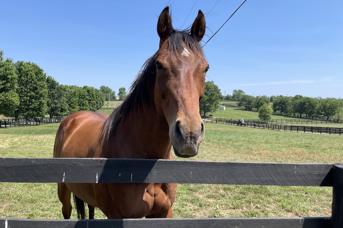 Little Mike: longshot Breeders’ Cup Turf winner enjoys retirement. Photo: Amanda Duckworth