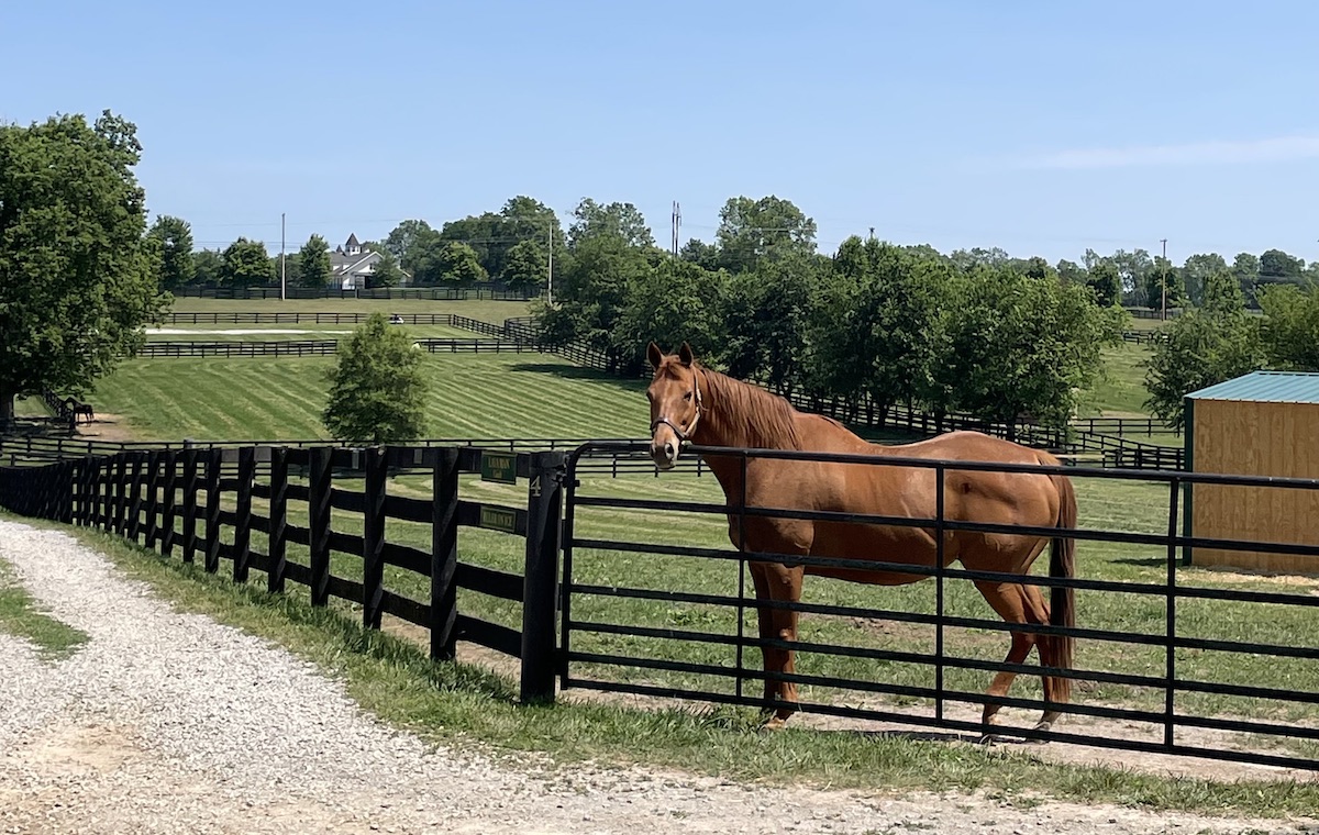 Ruler On Ice: Belmont Stakes winner is one of a plethora of well-known names at Old Friends. Photo: Amanda Duckworth