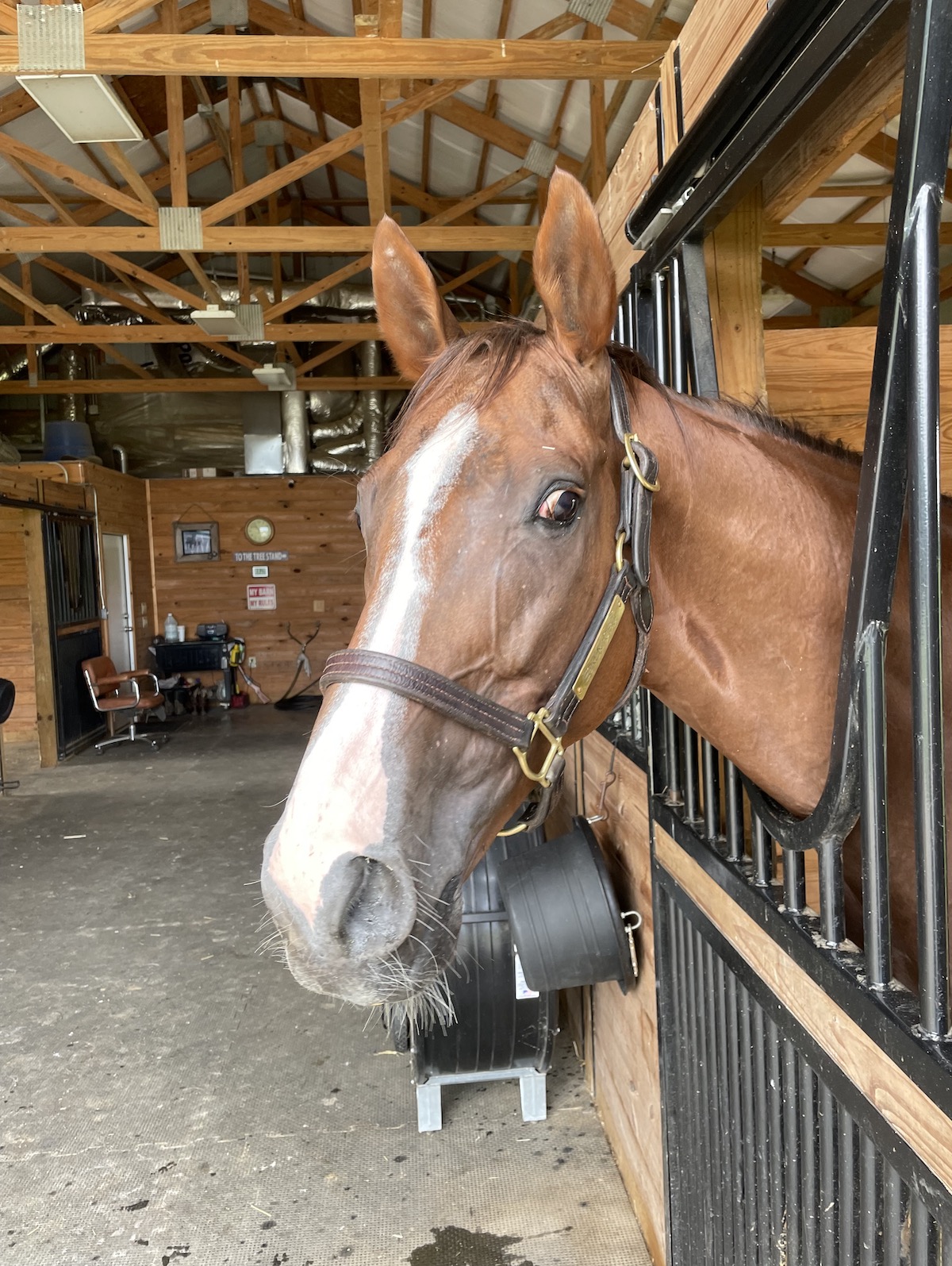 Kenny settles in after his return to Kentucky. Photo: Natalie Gils