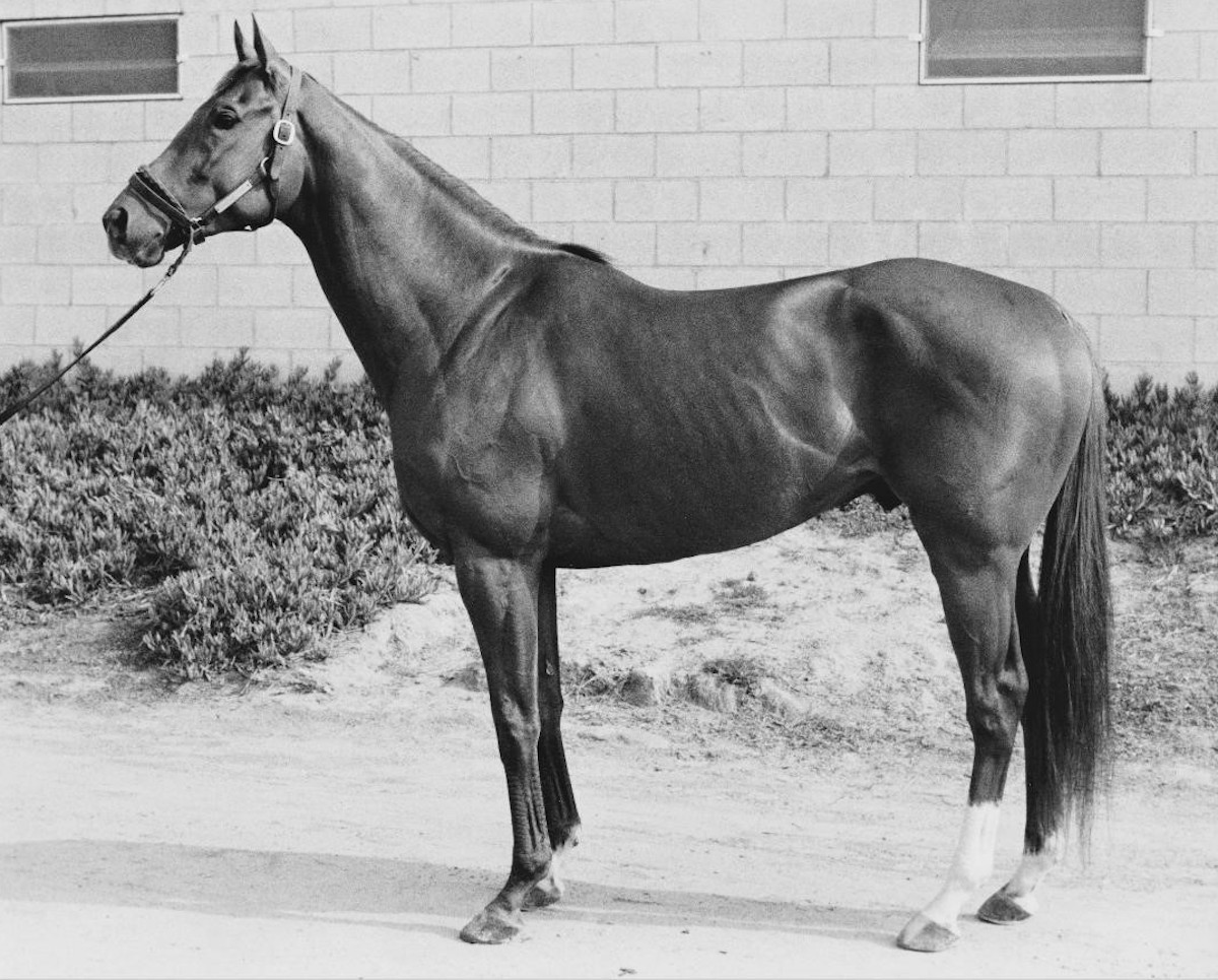 Built for speed and endurance, Precisionist poses by his Hollywood Park stable. (photo courtesy of Hollywood Park, provided by Edward Kip Hannan & Roberta Weiser)