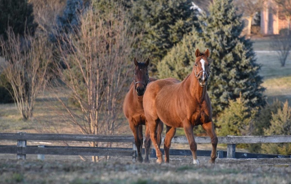 Old friends together: Rapid Redux and Amazombie in their shared paddock. Photo: Old Friends/ Laura Battles
