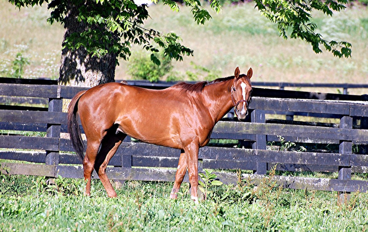 Rapid Redux captured the hearts of the American public when he set a US record with 22 consecutive wins in 2010-12. Photo: Old Friends / Rick Capone