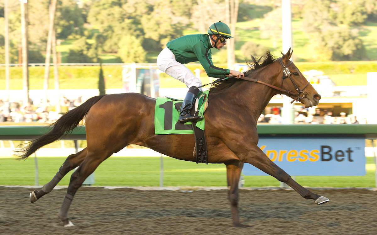 Gio Ponti's efficient win in the Sir Beaufort Stakes tipped his solid form on synthetic surfaces. (Benoit photo)