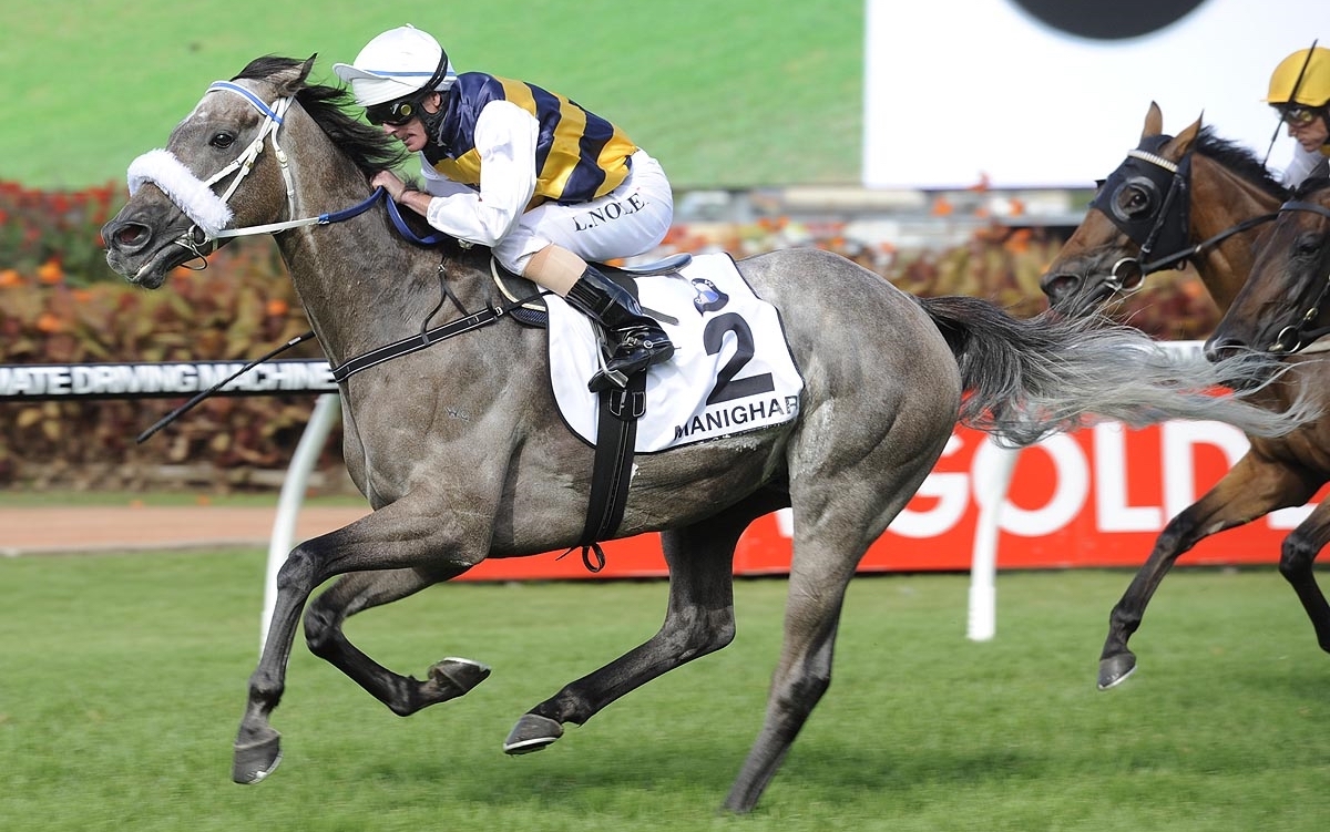 Manighar: G1 hat-trick in Australia for trainer Peter Moody. Photo: Bradley Photographers / Racing NSW