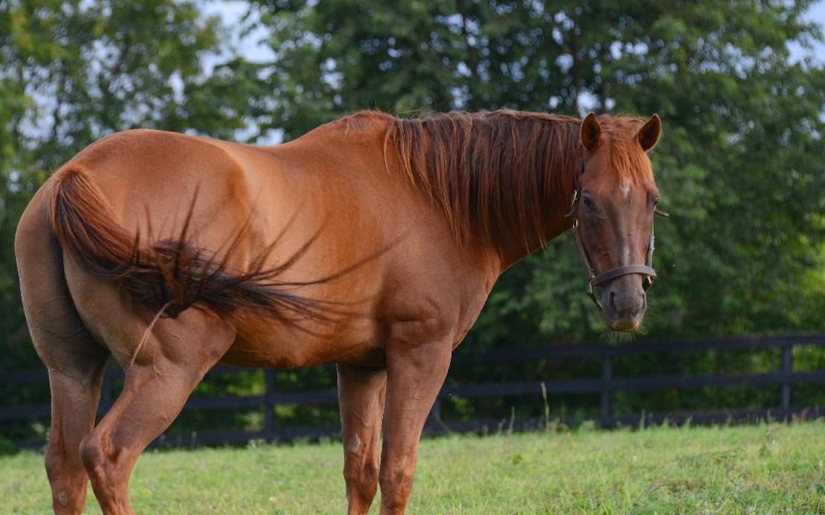 A mellow Commentator earned a cushy retirement at Old Friends Equine. Photo: Laura Battles