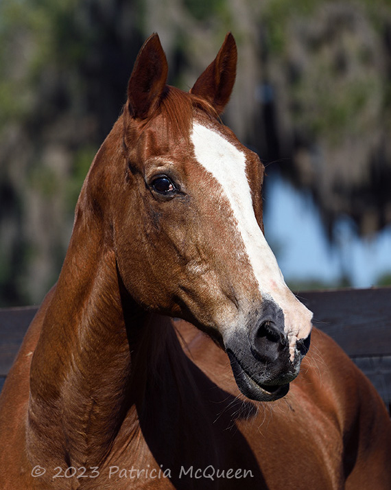 Maritime Traveler: last remaining son of Secretariat. Photo: Patricia McQueen